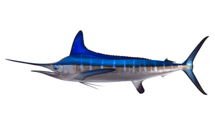92-INCH WHITE MARLIN