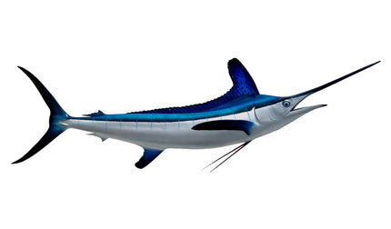 96-INCH WHITE MARLIN