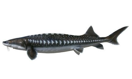 46-INCH WHITE STURGEON