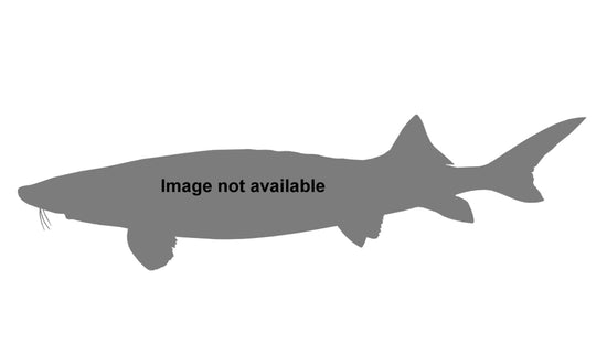 78-INCH WHITE STURGEON