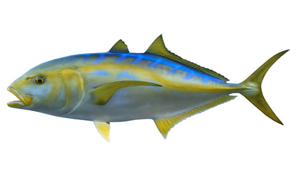 33-INCH YELLOW JACK