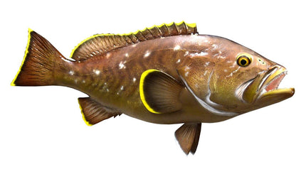 30-INCH YELLOWEDGE GROUPER