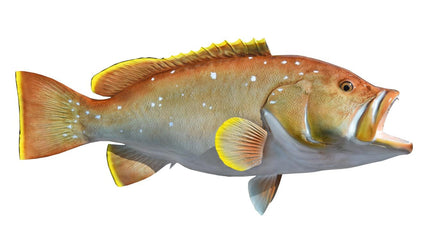 36-INCH YELLOWEDGE GROUPER
