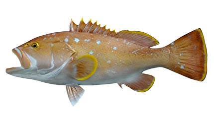 40-INCH YELLOWEDGE GROUPER