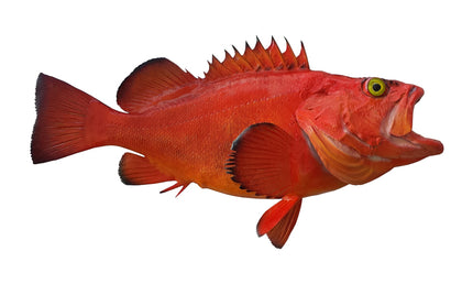 26-INCH ROCKFISH (YELLOWEYE)
