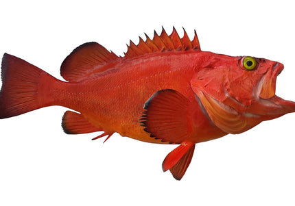 Collection image for: ROCKFISH, YELLOWEYE