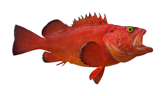 26-INCH ROCKFISH (YELLOWEYE)