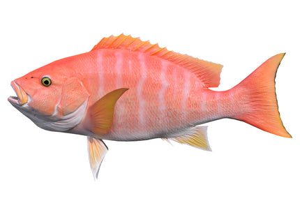Collection image for: SNAPPER, YELLOWEYE