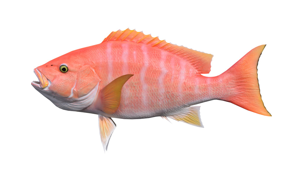 34-Inch Yelloweye Snapper Fish Mount | King Sailfish Mounts