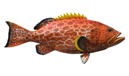 36-INCH YELLOWFIN GROUPER