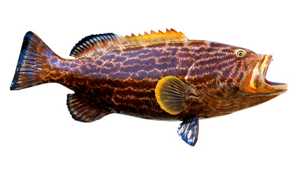 38-INCH YELLOWFIN GROUPER