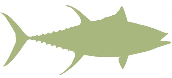 48-INCH YELLOWFIN TUNA BLANK, ECONOMICAL