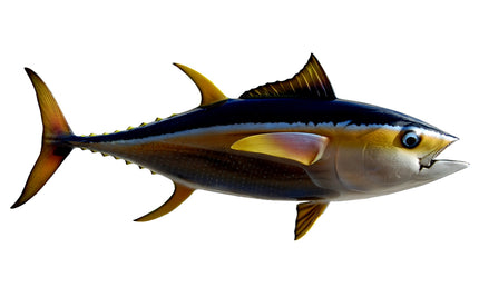 32-INCH YELLOWFIN TUNA