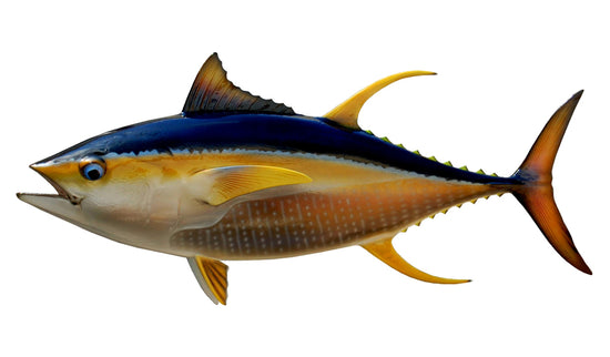 37-INCH YELLOWFIN TUNA