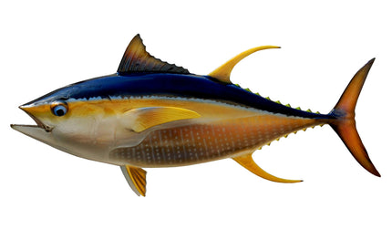 37-INCH YELLOWFIN TUNA
