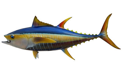 44-INCH YELLOWFIN TUNA