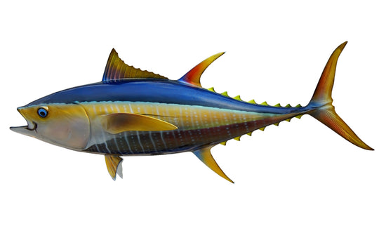44-INCH YELLOWFIN TUNA