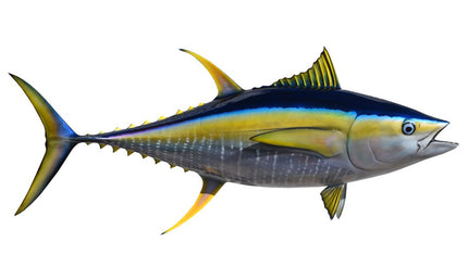 46-INCH YELLOWFIN TUNA