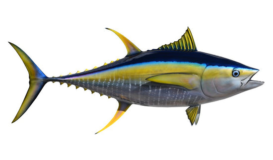 46-INCH YELLOWFIN TUNA