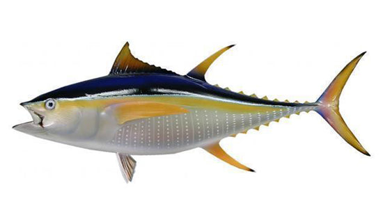 48-INCH YELLOWFIN TUNA