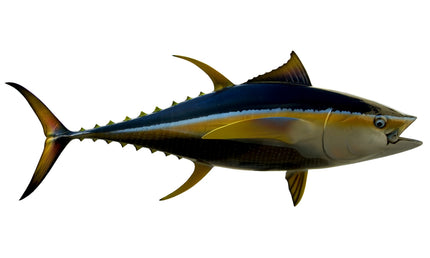 52-INCH YELLOWFIN TUNA