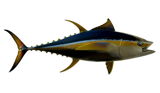 52-INCH YELLOWFIN TUNA