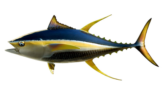 55-INCH YELLOWFIN TUNA