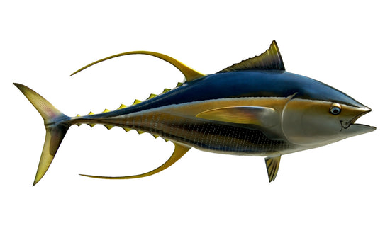 60-INCH YELLOWFIN TUNA