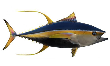 62-INCH YELLOWFIN TUNA