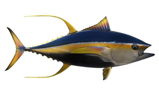 62-INCH YELLOWFIN TUNA