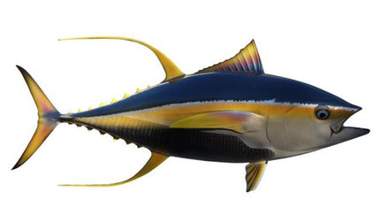 62-INCH YELLOWFIN TUNA