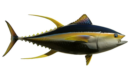 66-INCH YELLOWFIN TUNA
