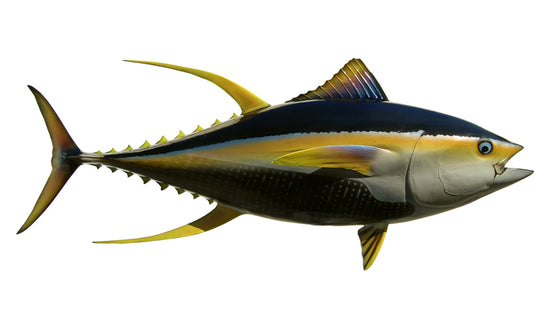 66-INCH YELLOWFIN TUNA