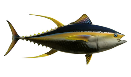 66-INCH YELLOWFIN TUNA