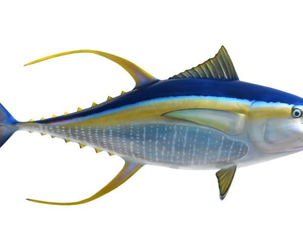 67-Inch Yellowfin Tuna Fish Mount King Sailfish Mounts