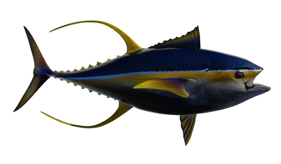 74-INCH YELLOWFIN TUNA