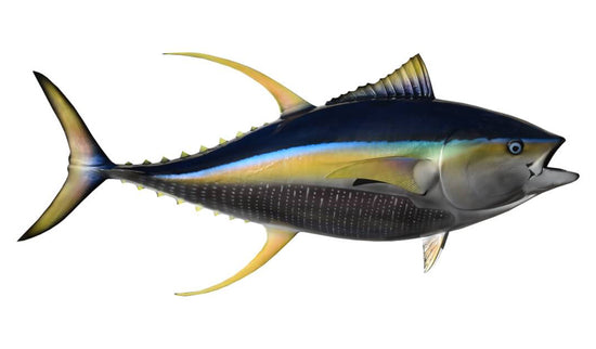 80-INCH YELLOWFIN TUNA