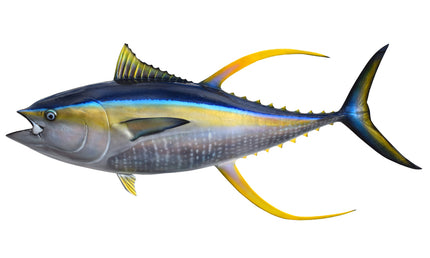 82-INCH YELLOWFIN TUNA