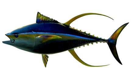 86-INCH YELLOWFIN TUNA