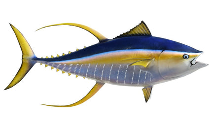 88-INCH YELLOWFIN TUNA