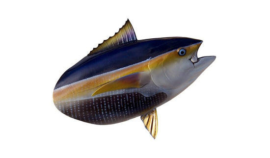 YELLOWFIN TUNA HEAD MOUNT