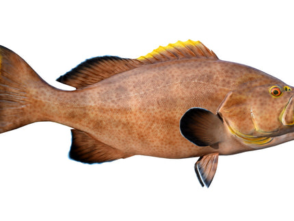Collection image for: GROUPER, YELLOWMOUTH