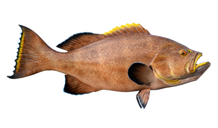 27-INCH YELLOWMOUTH GROUPER