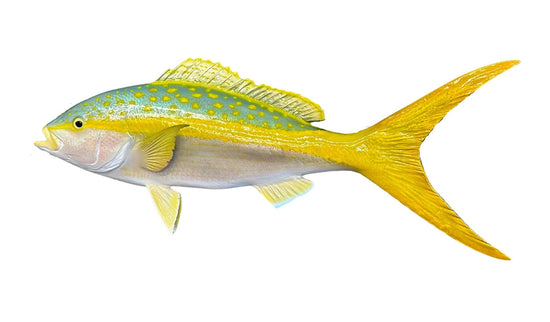 24-INCH YELLOWTAIL SNAPPER