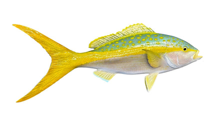 27-INCH YELLOWTAIL SNAPPER