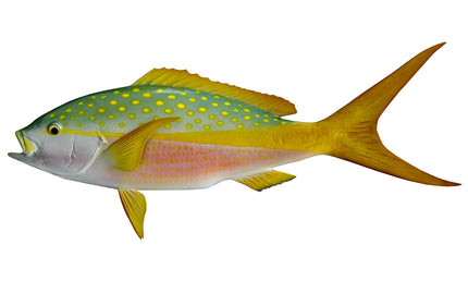 30-INCH YELLOWTAIL SNAPPER