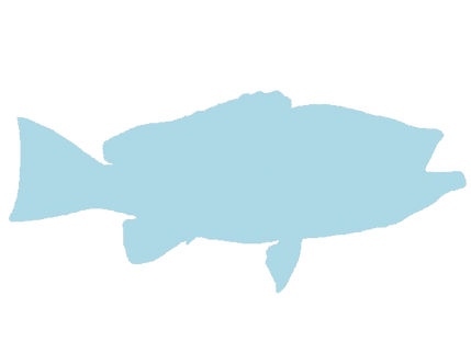 41-INCH YELLOWEDGE GROUPER