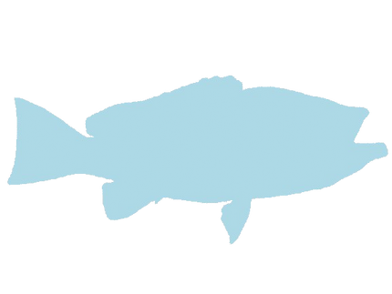 41-INCH YELLOWEDGE GROUPER