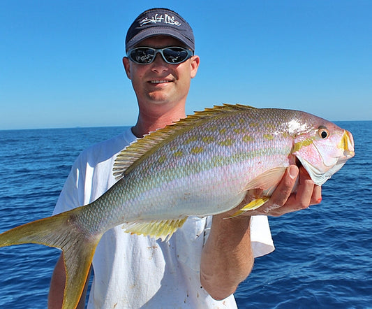 Yellowtail Snapper Fish Mounts | King Sailfish Mounts